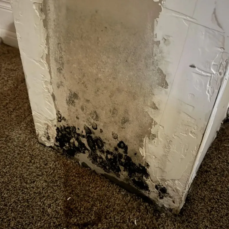 Professional Mold Removal in Kennedale, TX